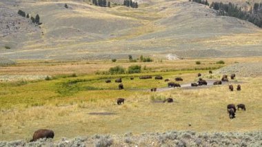 Yellowstone Ulusal Parkı 'ndaki Lamar Vadisi' nde otlayan bir Bison sürüsü. Kamera kilitlendi.