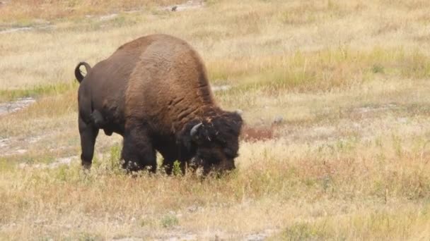 ワイオミング州イエローストーン国立公園の畑でのアメリカのバイソン放牧 動物に続くカメラ — ストック動画