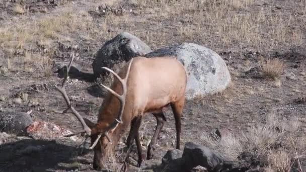 Des wapitis fouillent près de l'entrée nord de Yellowstone. Caméra suivant animal serré 