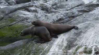 Ushuaia, Arjantin 'de bir kayanın üzerinde oynayan iki genç Deniz Aslanı. Kamera el kamerasıyla hayvanları takip ediyor..