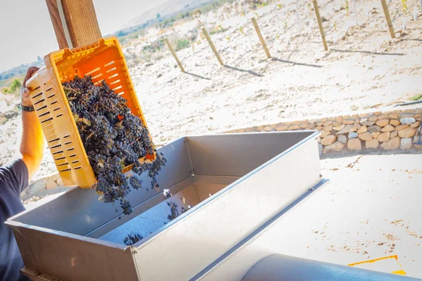 Vingårdsgård dumpar låda nyplockade druvor till bearbetning Mac — Stockfoto