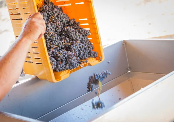 Vintner despeja a caixa de uvas recém-colhidas no processamento de Mac — Fotografia de Stock