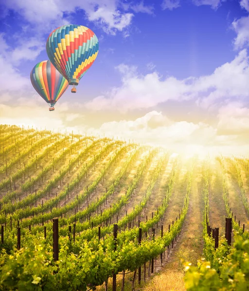 Hete lucht ballonnen vliegen boven prachtige groene druif wijngaard — Stockfoto