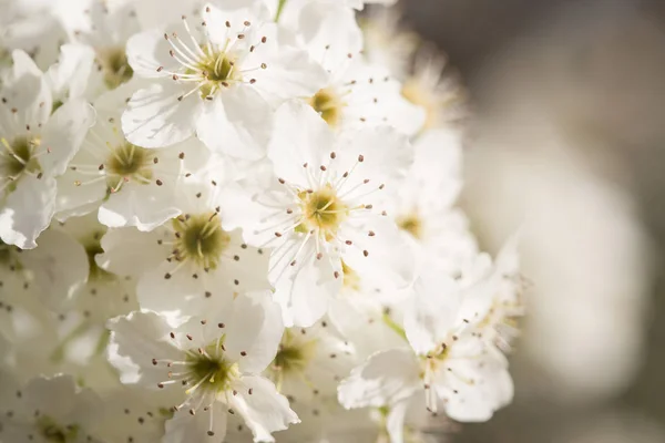 Макро раннего весеннего цветения дерева с узкой глубиной поля . — стоковое фото