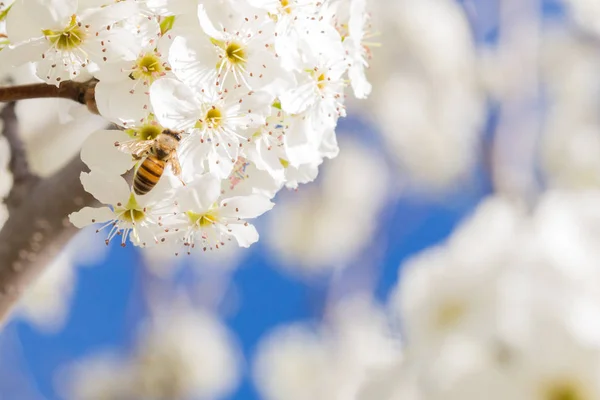 Honeybee Harvesting Pollen From Blossoming Tree Buds. — Stock Photo, Image