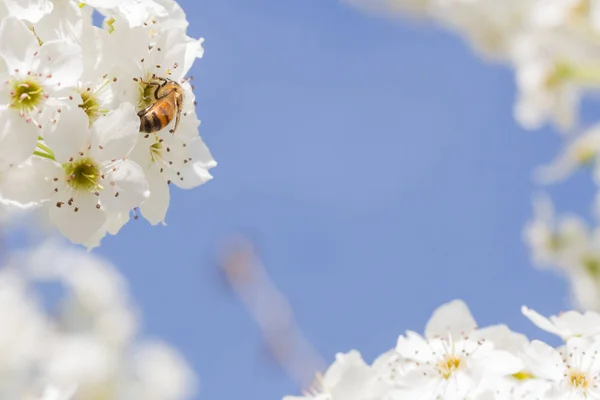 Honeybee Harvesting Polline From Blossoming Tree Buds . — Foto Stock