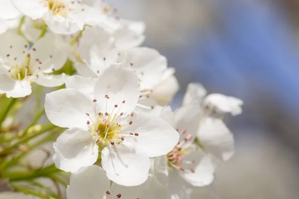 Makro frühlingshafter Baumblüten mit schmaler Schärfentiefe. — Stockfoto
