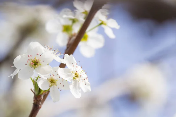 フィールドの狭い深さで早春の木の花のマクロ. — ストック写真