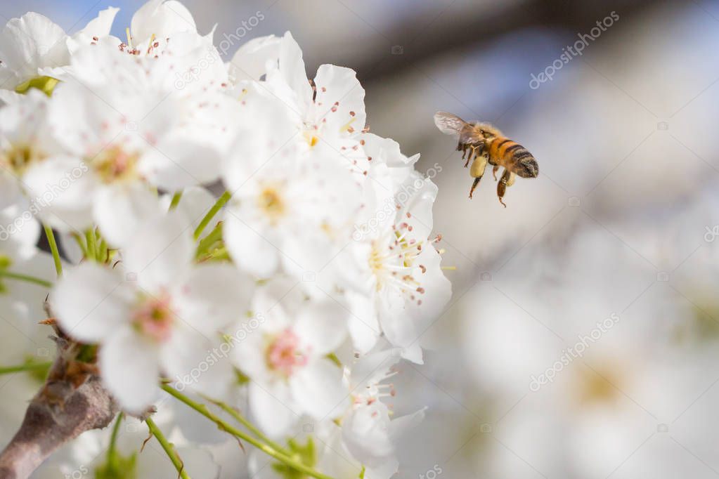 Honeybee Harvesting Pollen From Blossoming Tree Buds.