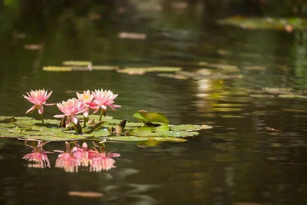 Lindas flores de lótus rosa Lily Pond — Fotografia de Stock