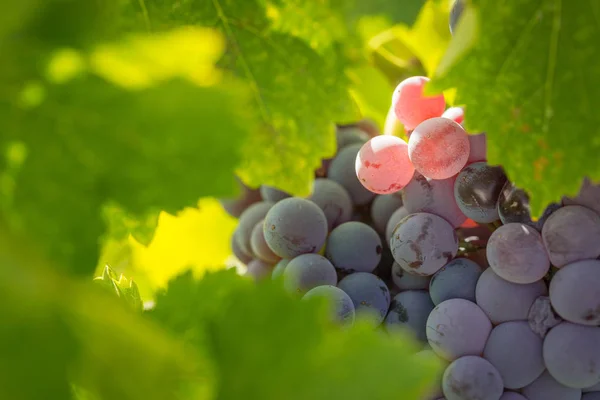 Wijngaard met weelderige, rijp wijndruivenrassen op de wijnstok klaar voor oogst — Stockfoto