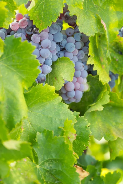 Viñedo con uvas de vino maduras y exuberantes en la vid listo para la cosecha — Foto de Stock