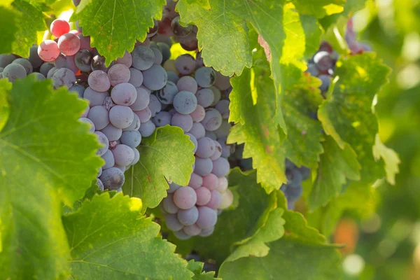 Viñedo con uvas de vino maduras y exuberantes en la vid listo para la cosecha —  Fotos de Stock