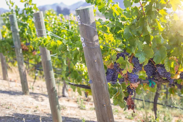 Hermoso viñedo de uva de vino en el sol de la mañana . — Foto de Stock