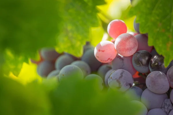 与葱郁的葡萄园，熟了红酒的葡萄在葡萄藤上准备收获 — 图库照片
