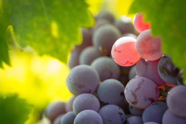 Viñedo con uvas de vino maduras y exuberantes en la vid listo para la cosecha — Foto de Stock