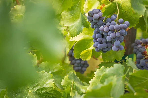 Виноградник с пышным, спелым виноградом на винограднике, готовый к уборке урожая — стоковое фото