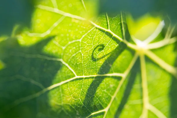 Hermosa hoja de uva retroiluminada con sombra de vid . — Foto de Stock