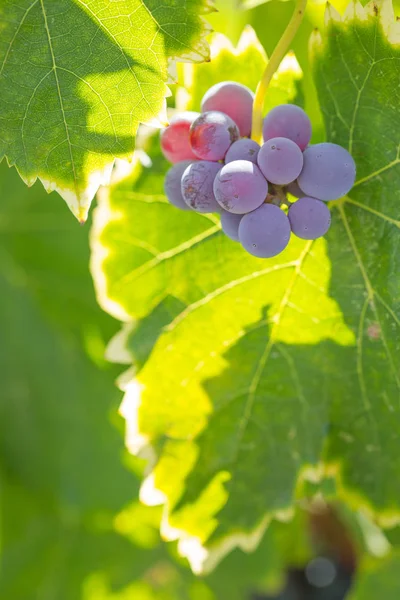 Viñedo con uvas de vino maduras y exuberantes en la vid listo para la cosecha — Foto de Stock