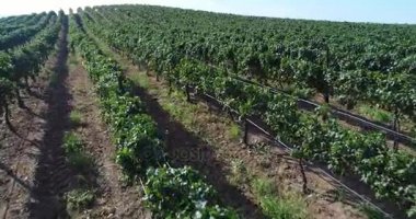 UHD 4k hava ülke üzüm üzüm çiftlik.