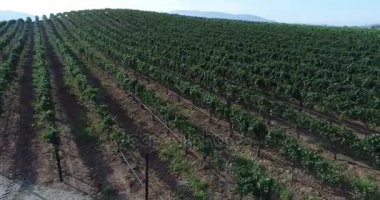 UHD 4k hava ülke üzüm üzüm çiftlik.