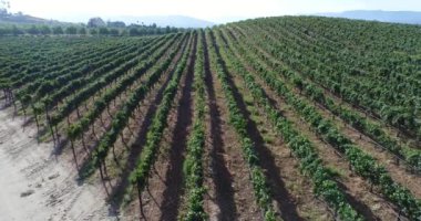 UHD 4k hava ülke üzüm üzüm çiftlik.