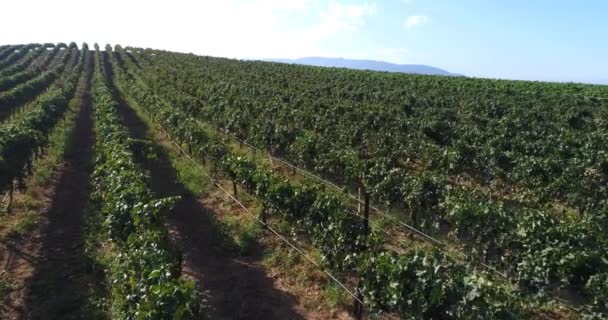 UHD 4k aérea de campo uva viña granja . — Vídeos de Stock