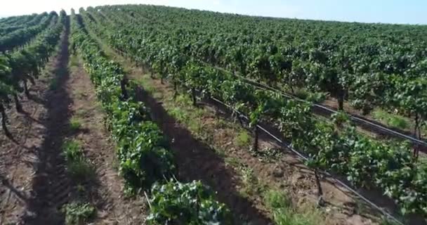 UHD 4k aérea de campo uva viña granja . — Vídeo de stock