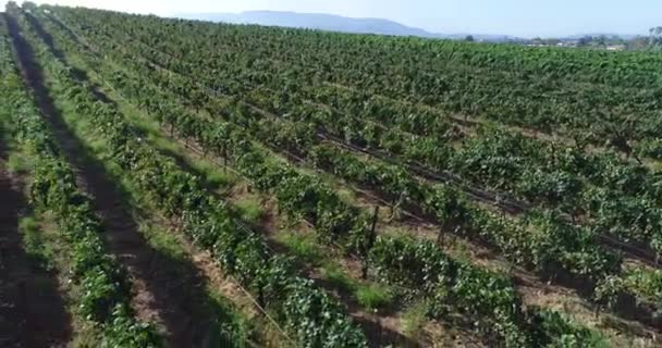 UHD 4k aérea de campo uva viña granja . — Vídeos de Stock