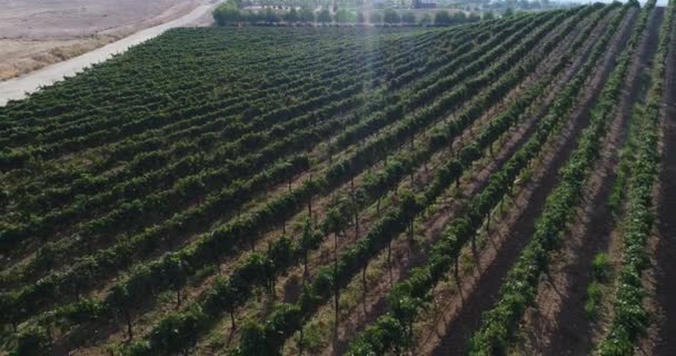 UHD 4k Aerial of Country Grape Vineyard Farm. — Stock Video