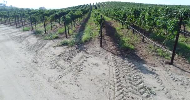 UHD 4k aérea de campo uva viña granja . — Vídeo de stock