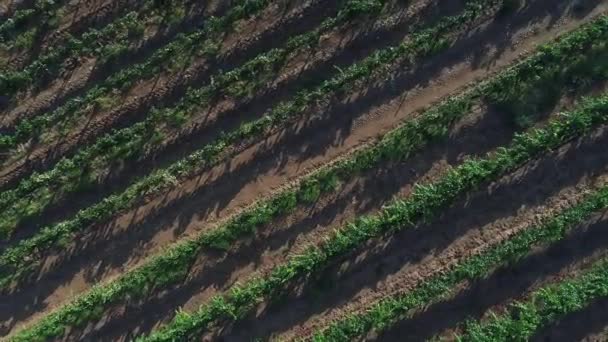 Caminho aéreo HD sobre o campo de vinha de uva exuberante . — Vídeo de Stock