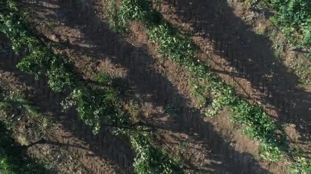 HD Aerial Path Over Lush Grape Vineyard Countryside. — Stock Video