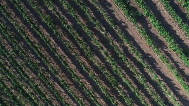 Caminho aéreo HD sobre o campo de vinha de uva exuberante . — Vídeo de Stock