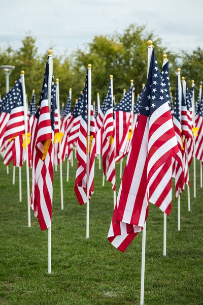 Field of Veterans Day American Flags Waving in the Breeze.