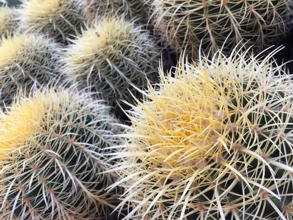 Variedad suculenta de cactus retroiluminada en el mercado local —  Fotos de Stock