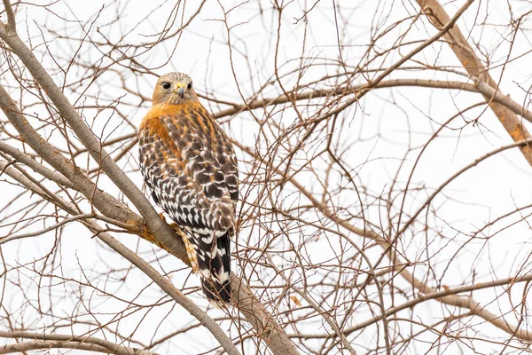 California Red Hawk Guardando dall'albero . — Foto Stock