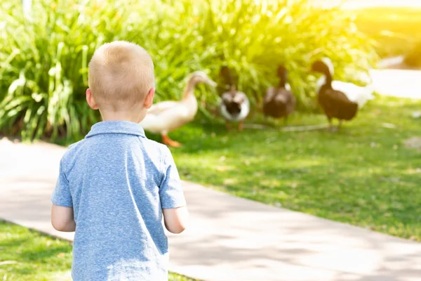 Nieuwsgierige jonge jongen kijken naar de eenden in het Park — Stockfoto