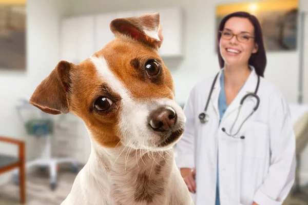 Portret van een aanbiddelijke Jack Russell Terrier in Office met vrouwelijke Spaanse dierenarts achter de rug — Stockfoto