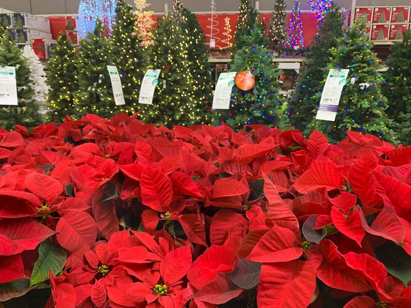 Poinsettia Plants and Decorated Christmas Tree on Sale in Store — стоковое фото