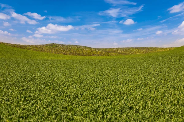 Exuberante paisaje verde de tierras de cultivo con cielo azul — Foto de Stock