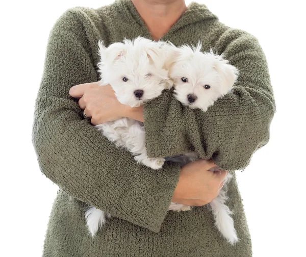 Mujer sosteniendo dos cachorros malteses jóvenes aislados en blanco —  Fotos de Stock