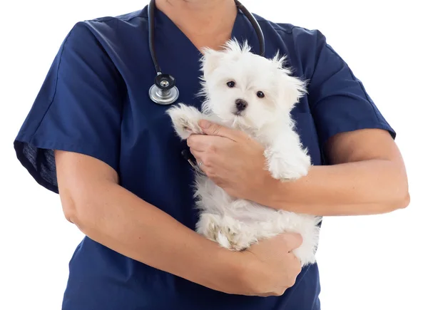 Ветеринар-женщина со стетоскопом, держащая молодого мальтийского щенка в изоляции на белом — стоковое фото