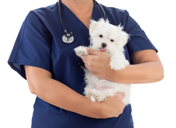 Veterinário feminino com estetoscópio segurando filhote de cachorro maltês jovem — Fotografia de Stock