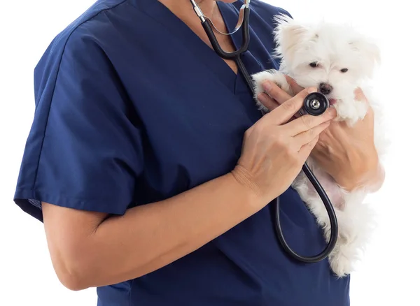 Veterinaria femenina con estetoscopio que sostiene cachorro maltés joven aislado en blanco —  Fotos de Stock