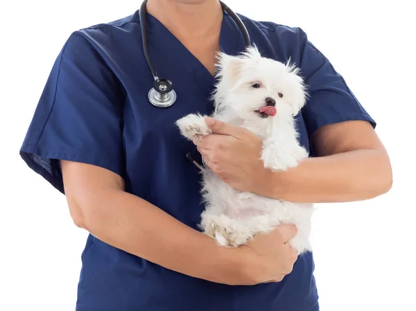 Ветеринар-женщина со стетоскопом, держащая молодого мальтийского щенка в изоляции на белом — стоковое фото