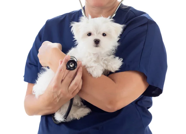 带听诊器的女兽医将年幼的马耳他小狗与白色隔离在一起 — 图库照片