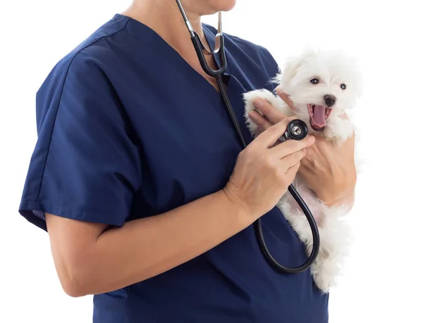 Vrouwelijke dierenarts met Stethoscoop Holding Jonge Maltese Puppy Geïsoleerd op wit — Stockfoto