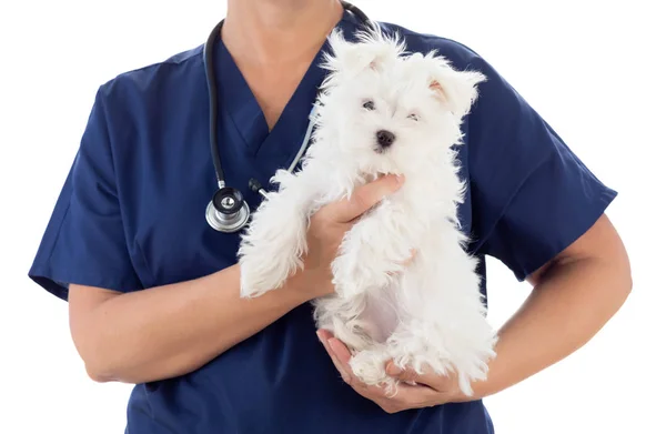 Veterinaria femenina con estetoscopio que sostiene cachorro maltés joven aislado en blanco — Foto de Stock