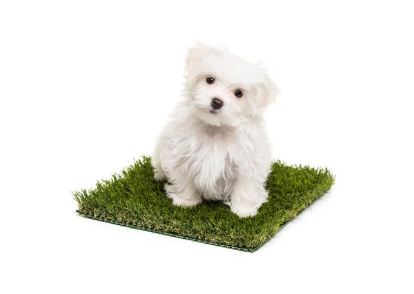 Cute Maltese Puppy Dog Sitting on Section of Artificial Turf Grass On White Background — Stock Photo, Image